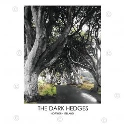 DC Photography THE DARK HEDGES NORTHERN IRELAND - Contemporary Photography Print From Northern Ireland