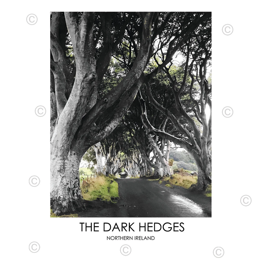 DC Photography THE DARK HEDGES NORTHERN IRELAND - Contemporary Photography Print From Northern Ireland