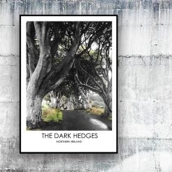 DC Photography THE DARK HEDGES NORTHERN IRELAND - Contemporary Photography Print From Northern Ireland