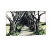 Stephen Farnan Studio Places THE DARK HEDGES - Road To Kings Landing County Antrim By Stephen Farnan