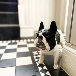 Ostinelli & Priest 'Frenchie' - Handmade Ceramic Sculpture All Pottery