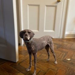 Ostinelli & Priest'Short Haired' German Pointer - Handmade Ceramic Sculpture