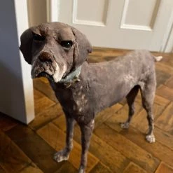 Ostinelli & Priest 'Short Haired' German Pointer - Handmade Ceramic Sculpture